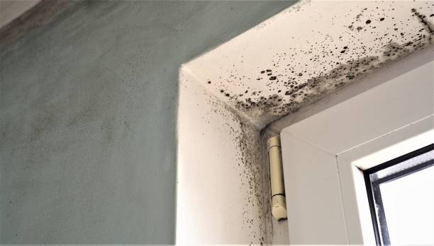 Reliable Richland, WA Mold Removal Solutions