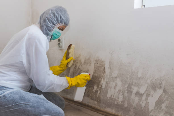 Mold Documentation for Insurance Claims in Richland, WA