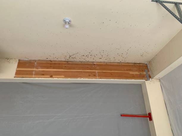 Best Mold Removal for HVAC Installations  in Richland, WA